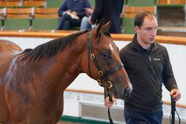 Lot  272 TSS287Tattersalls