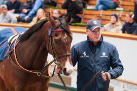 Lot  274 THIT 727Tattersalls