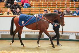 Lot  274 THIT 822Tattersalls