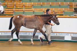 Lot  274 TSS515Tattersalls