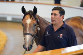 Lot  274 TSS527Tattersalls