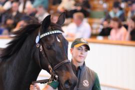 Lot  277 T B K1 8401 Tattersalls