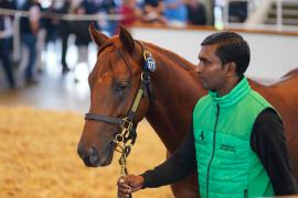 Lot  277 TSS352Tattersalls