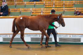 Lot  277 TSS543Tattersalls