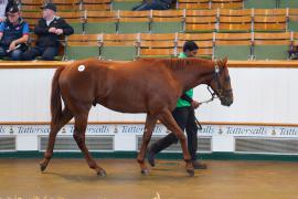 Lot  277 TSS612Tattersalls