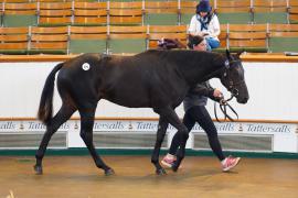 Lot  279 TSS316Tattersalls