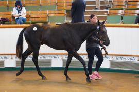 Lot  279 TSS344Tattersalls