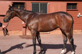 Lot  27 T B10244 Tattersalls