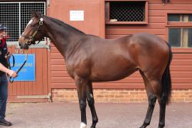 Lot  280 T B K1 0538 Tattersalls