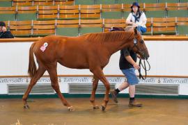 Lot  280 TSS339Tattersalls