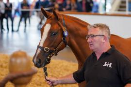 Lot  280 TSS465Tattersalls