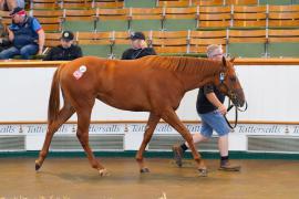 Lot  280 TSS533Tattersalls