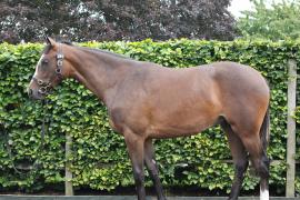 Lot  281 T B K1 0726 Tattersalls