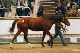 Lot  283 T B K1 1304 Tattersalls