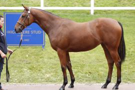 Lot  284 T B K1 V0353 Tattersalls