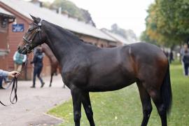 Lot  286 T B K1 V0131 Tattersalls