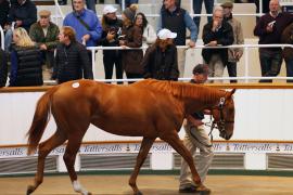 Lot  290 T B K1 1465 Tattersalls