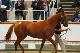 Lot  290 T B K1 1469 Tattersalls