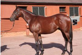 Lot  291 T B10328 Tattersalls