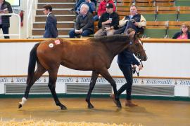 Lot  291 TSS645Tattersalls