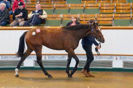 Lot  291 TSS651Tattersalls