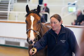 Lot  291 TSS686Tattersalls