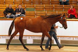 Lot  293 T B K1 1509 Tattersalls