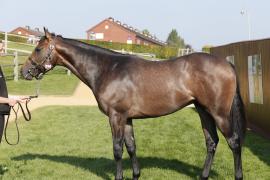 Lot  294 T B K1 V0764 Tattersalls