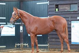 Lot  295 T B10421 Tattersalls