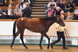 Lot  295 T B K1 8608 Tattersalls