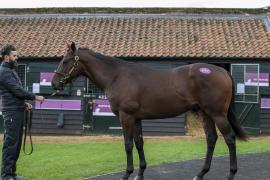 Lot  297 0068 TBK1Tattersalls