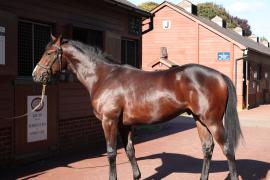 Lot  297 T B11810 Tattersalls