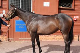 Lot  297 T B K1 0446 Tattersalls