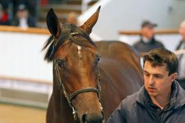 Lot  297 T B K1 1600 Tattersalls