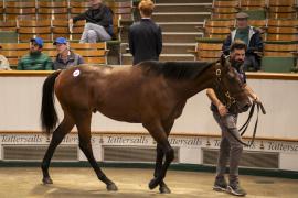 Lot  297 TBK1 7735Tattersalls