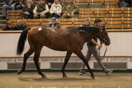 Lot  297 TBK1 7798Tattersalls