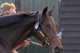 Lot  297 T O14450 Tattersalls