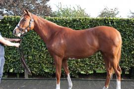 Lot  298 T B K1 3090 Tattersalls