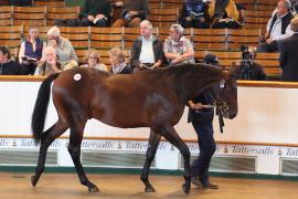 Lot  299 T B K1 8706 Tattersalls