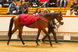 Lot  299 THIT 836Tattersalls