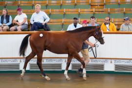 Lot  2 TSS028Tattersalls