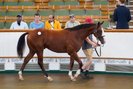 Lot  2 TSS034Tattersalls