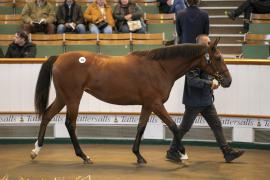 Lot  300 BK1 7872Tattersalls