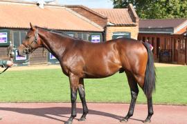 Lot  300 T B10299 Tattersalls