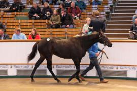 Lot  300 T B K1 2390 Tattersalls