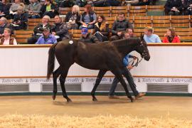 Lot  300 T B K1 2407 Tattersalls