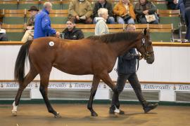 Lot  300 TBK1 7905Tattersalls