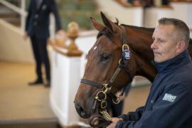 Lot  300 TBK1 7958Tattersalls