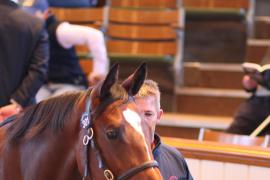 Lot  301 T B1 1569 Tattersalls