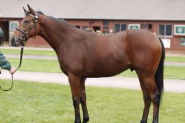 Lot  303 T B K1 V0363 Tattersalls